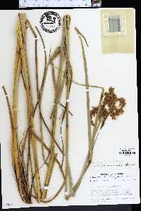 Scirpus cyperinus image