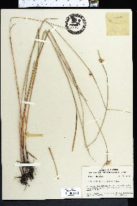 Scleria baldwinii image