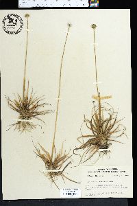 Eriocaulon compressum image