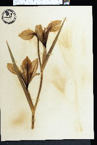 Iris hexagona var. savannarum image