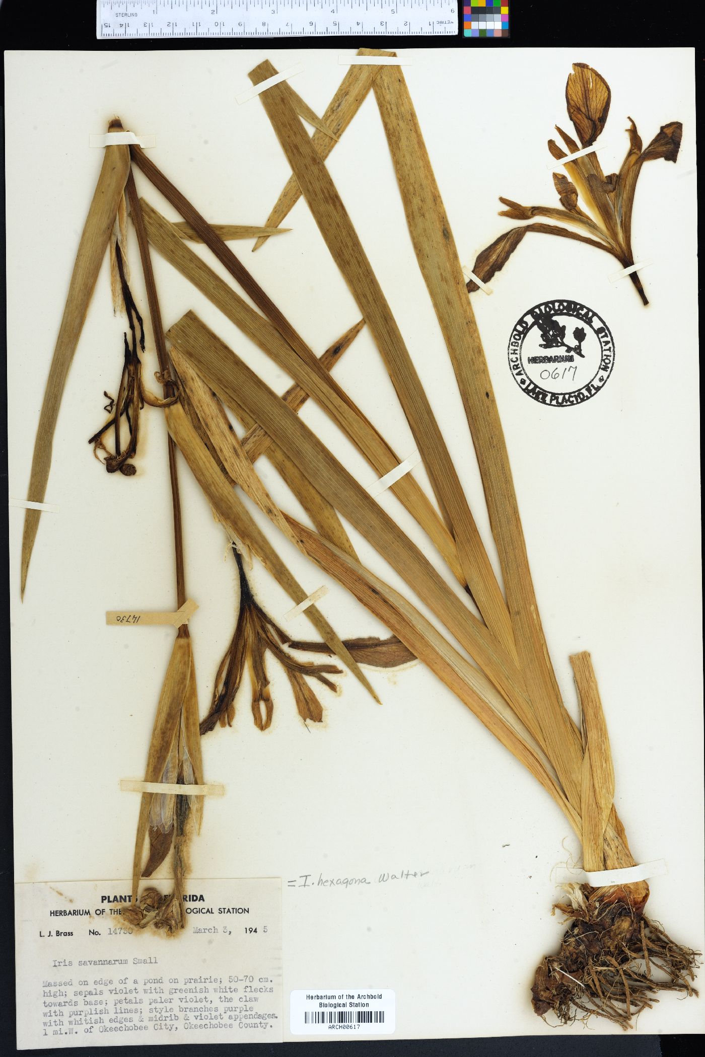 Iris hexagona image