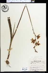 Calopogon tuberosus image