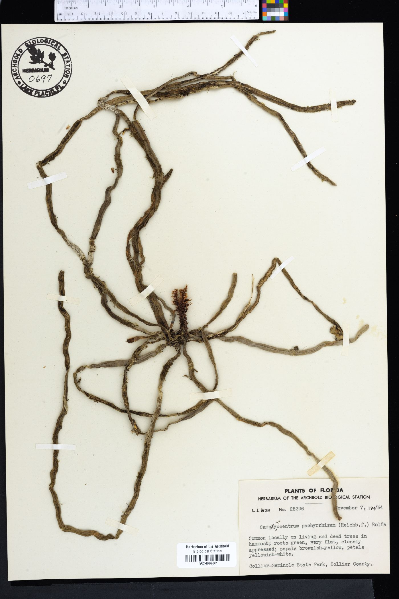 Campylocentrum pachyrrhizum image