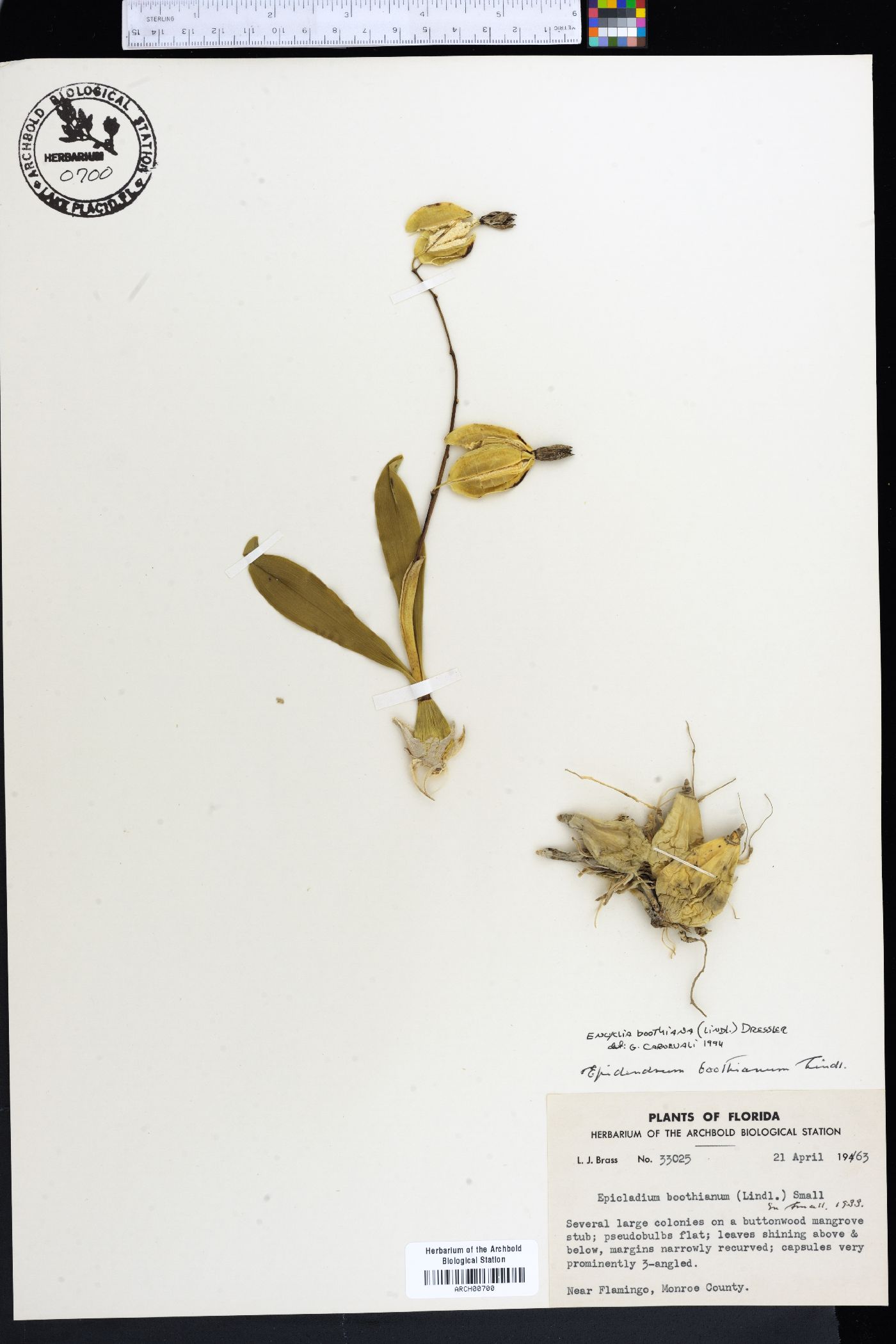 Encyclia boothiana image