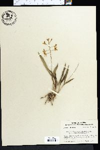 Epidendrum conopseum image