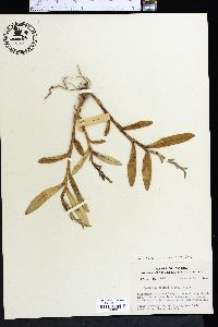 Epidendrum rigidum image