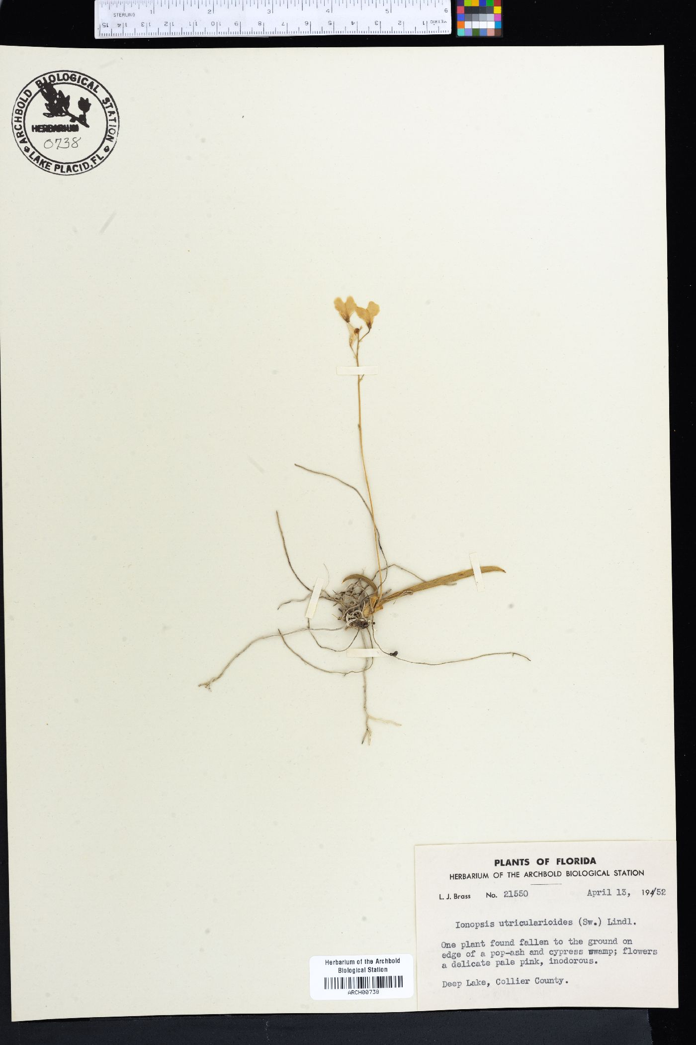 Ionopsis utricularioides image