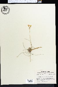Ionopsis utricularioides image
