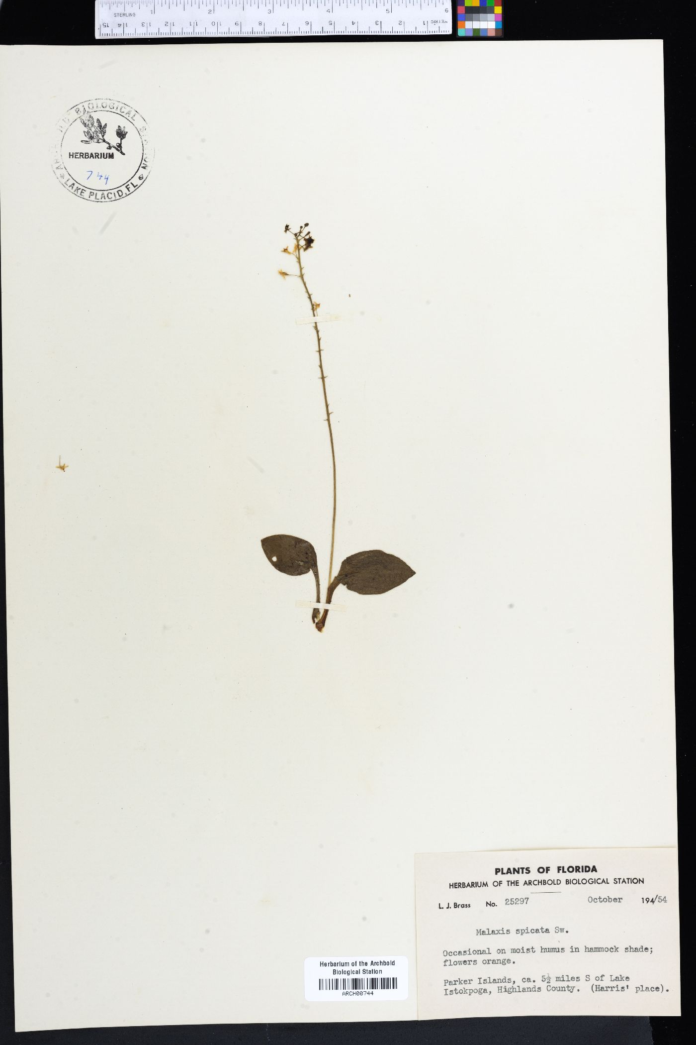 Malaxis spicata image