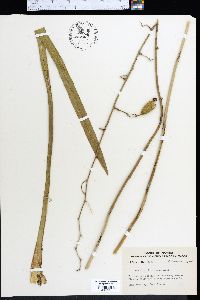 Oncidium floridanum image