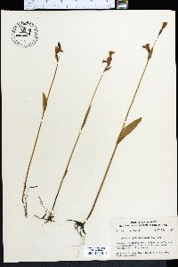 Pogonia ophioglossoides image