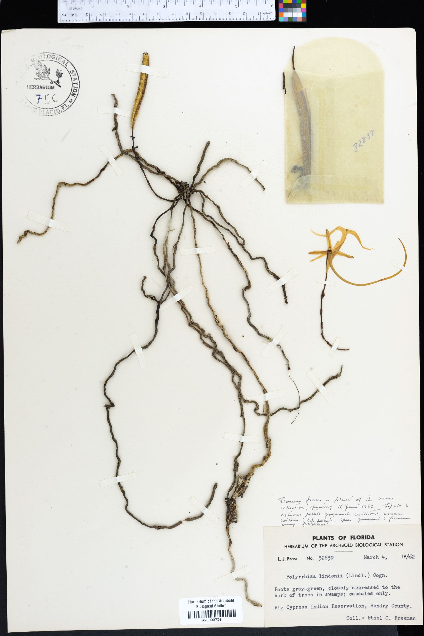 Polyrrhiza lindenii image