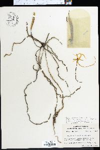 Polyrrhiza lindenii image
