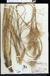 Andropogon glomeratus image