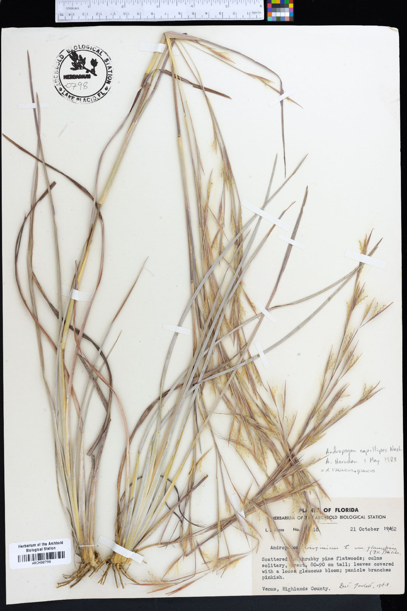 Andropogon virginicus var. glaucus image