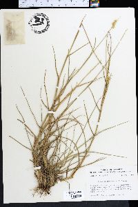 Cenchrus spinifex image