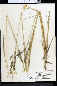 Eragrostis bahiensis image