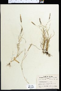 Eragrostis ciliaris image