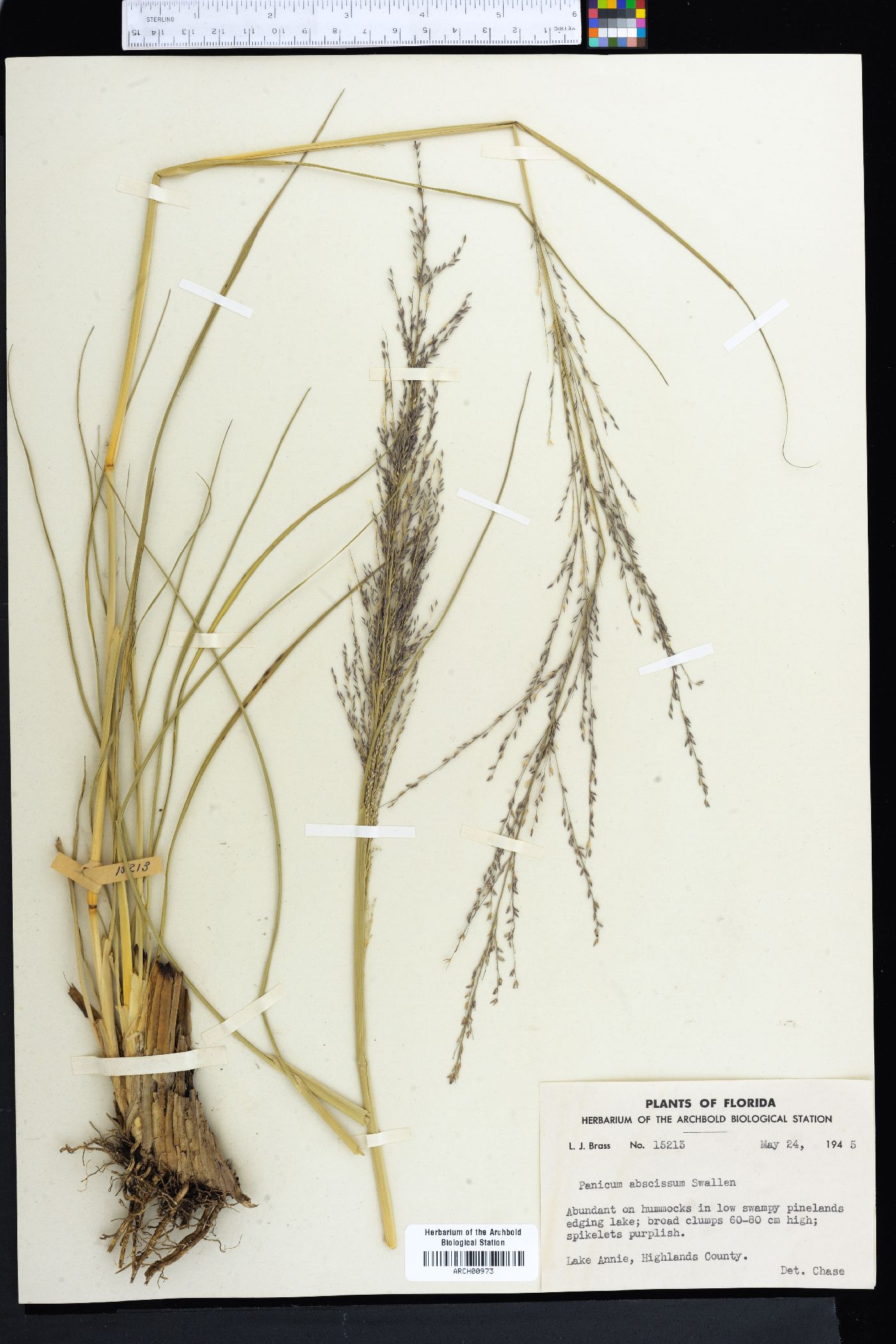 Coleataenia abscissa image