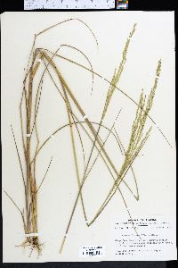 Panicum dichotomiflorum image