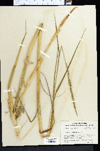 Panicum hemitomon image