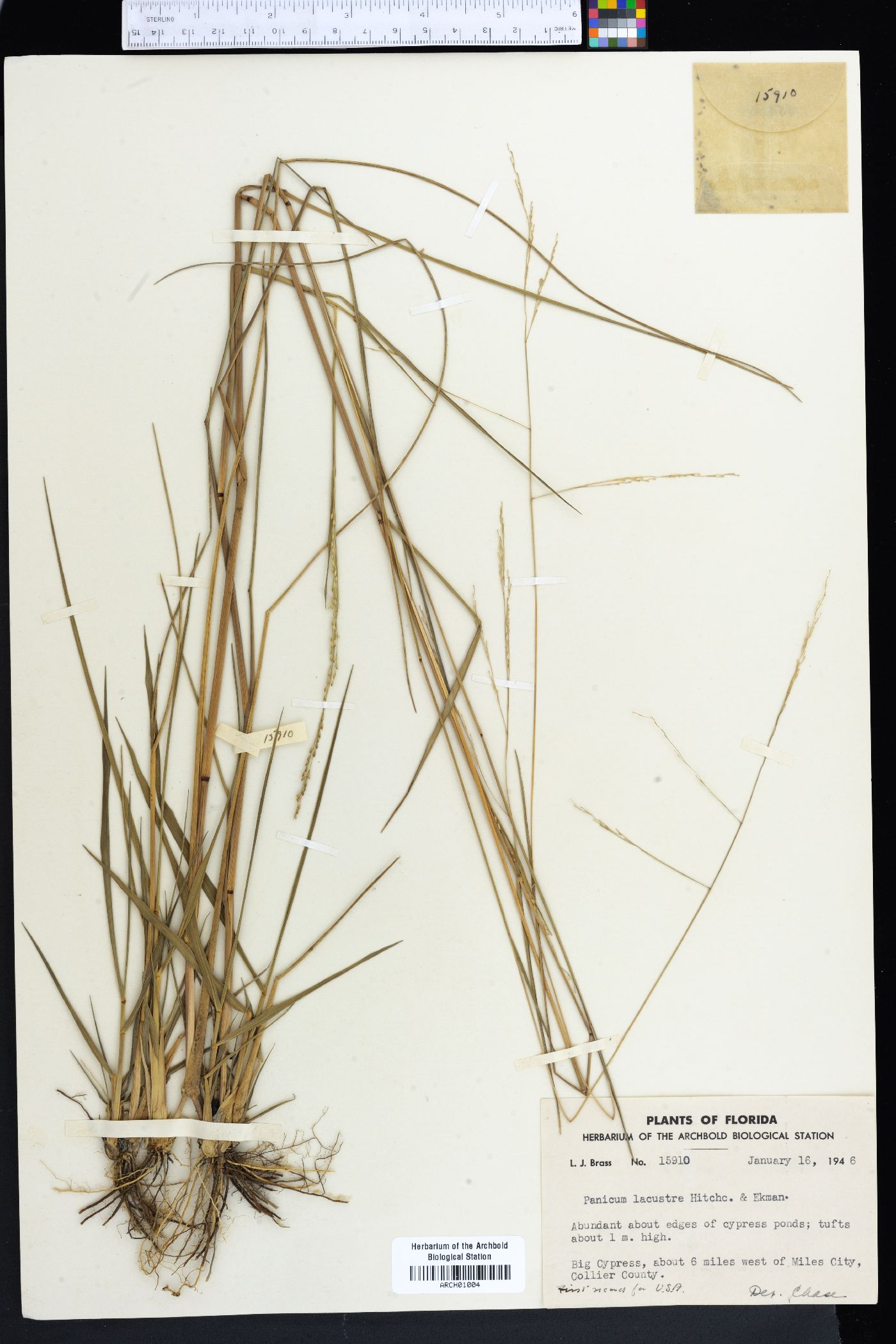 Panicum lacustre image
