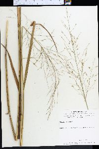 Panicum virgatum image