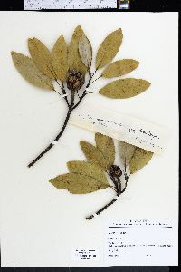 Magnolia virginiana image