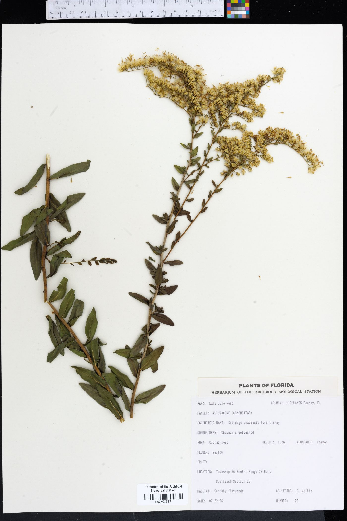 Solidago chapmanii image
