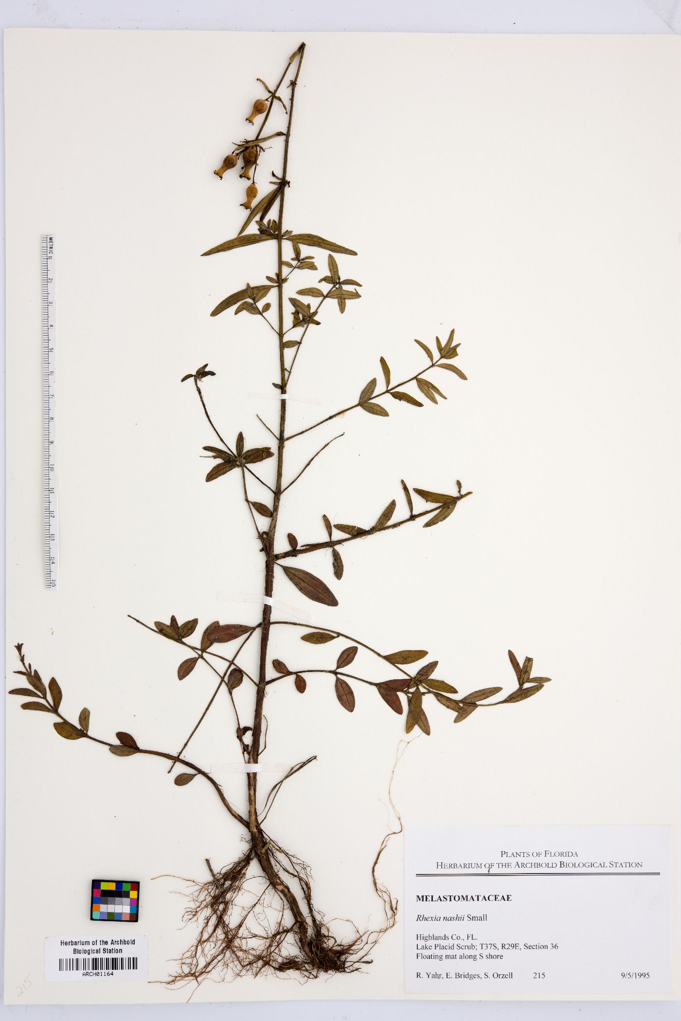 Rhexia nashii image