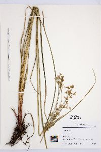 Cyperus lecontei image