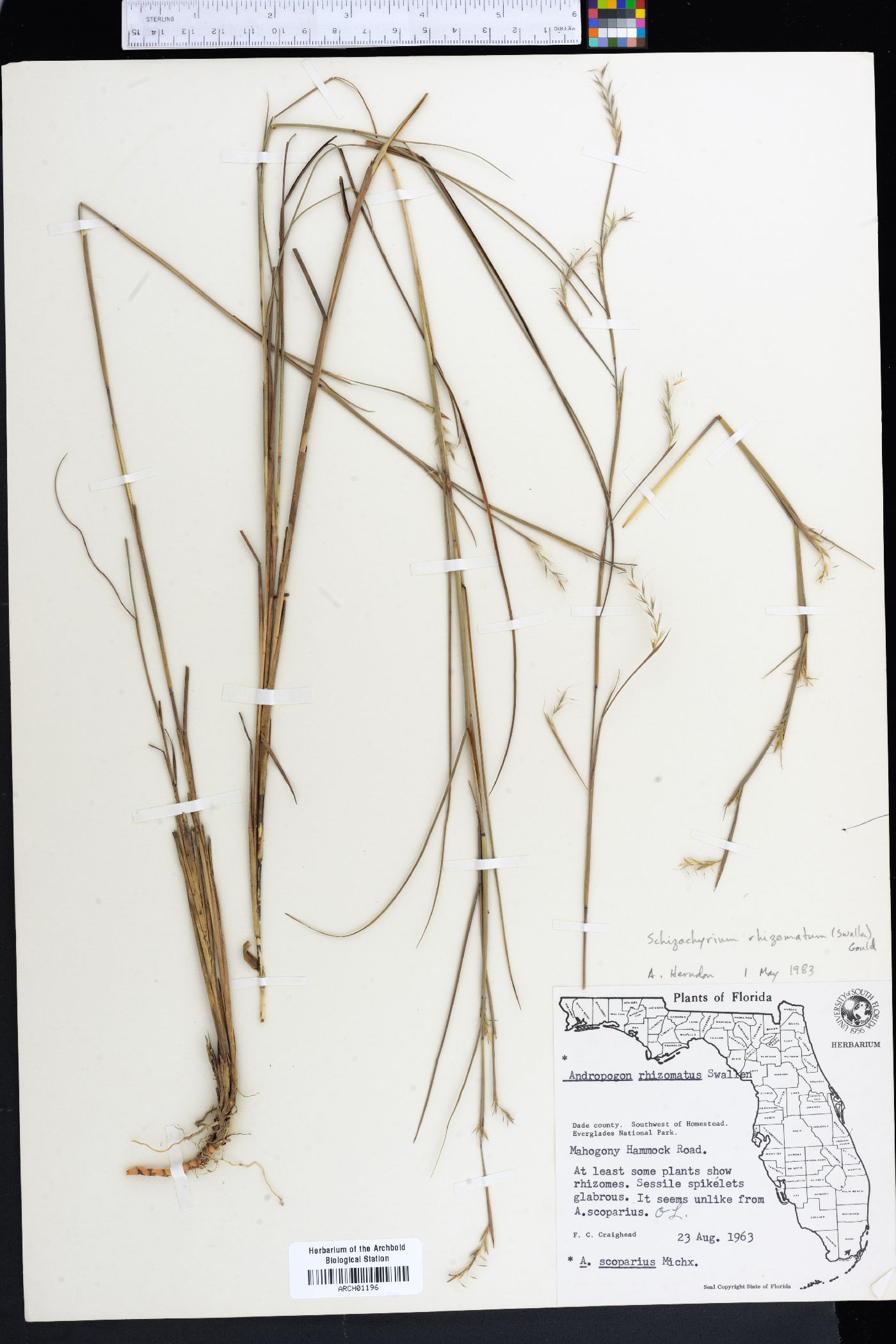 Schizachyrium rhizomatum image