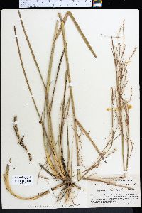 Schizachyrium scoparium image