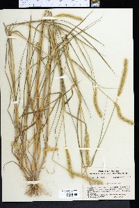 Setaria corrugata image