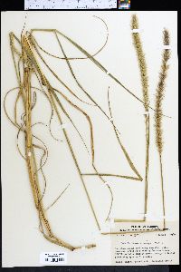 Setaria macrostachya image