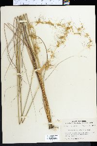 Sorghastrum secundum image