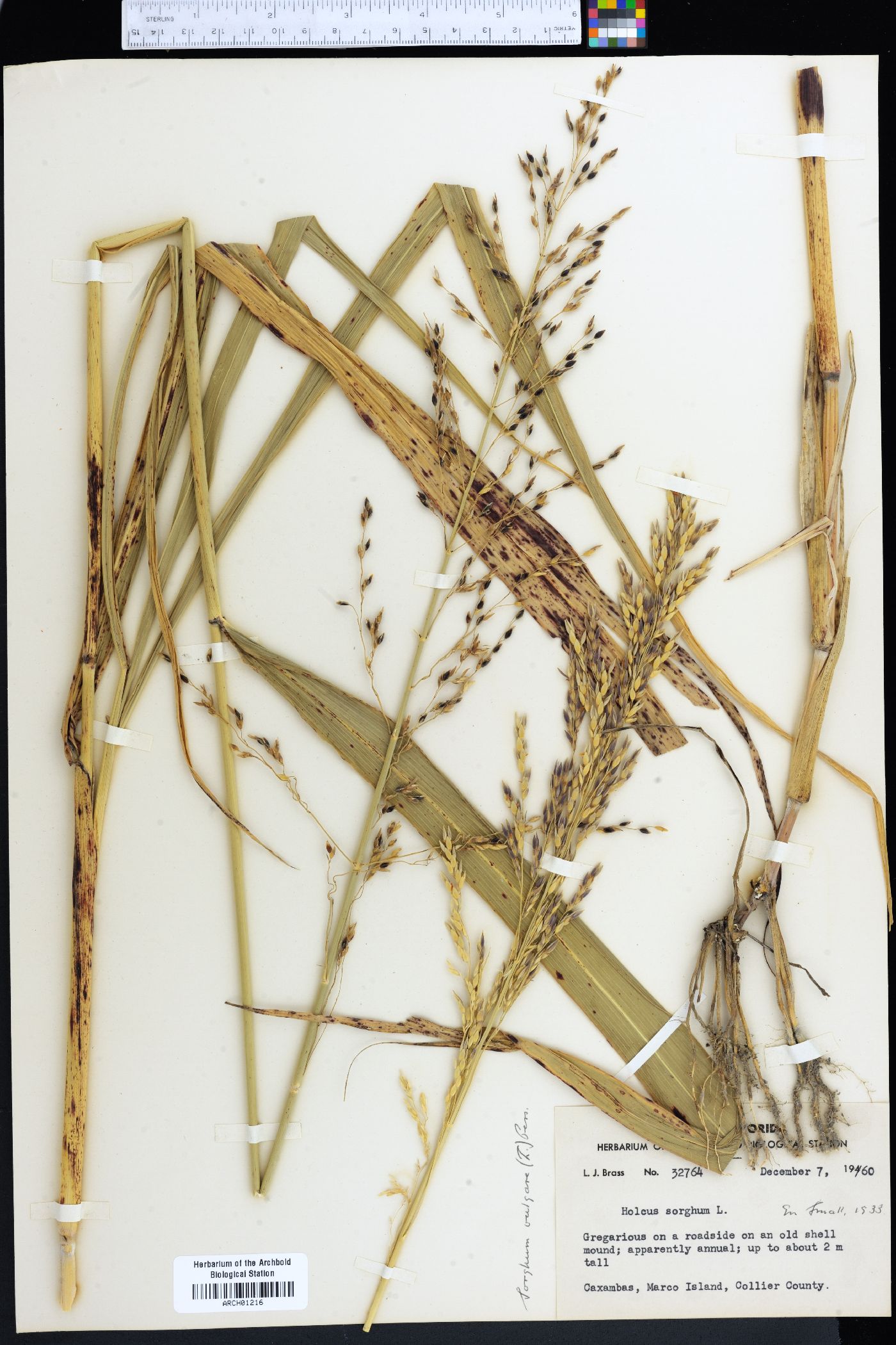 Sorghum bicolor subsp. bicolor image