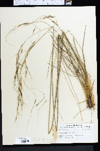 Stipa avenacioides image