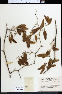 Smilax auriculata image