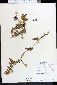 Smilax auriculata image