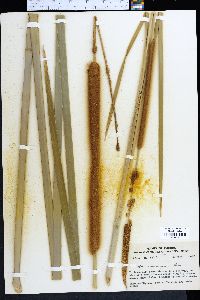 Typha domingensis image