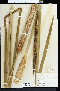 Typha domingensis image