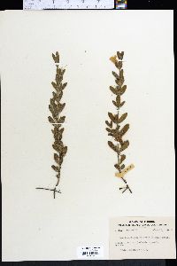 Dyschoriste oblongifolia image