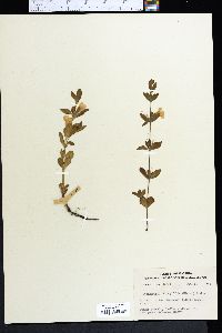 Dyschoriste oblongifolia image