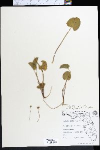 Centella asiatica image