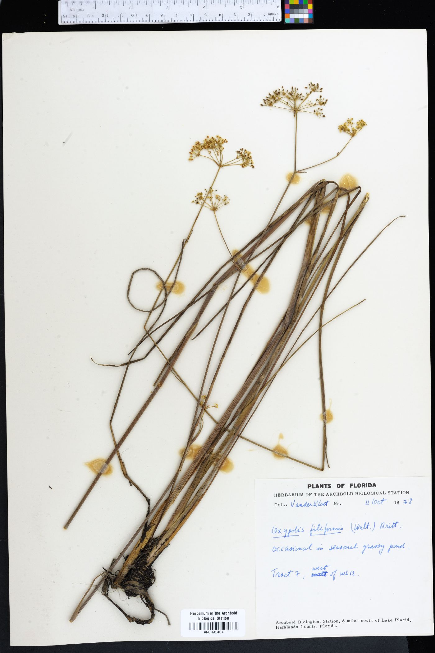 Oxypolis filiformis image
