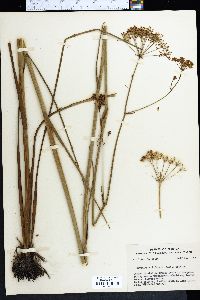 Oxypolis filiformis image