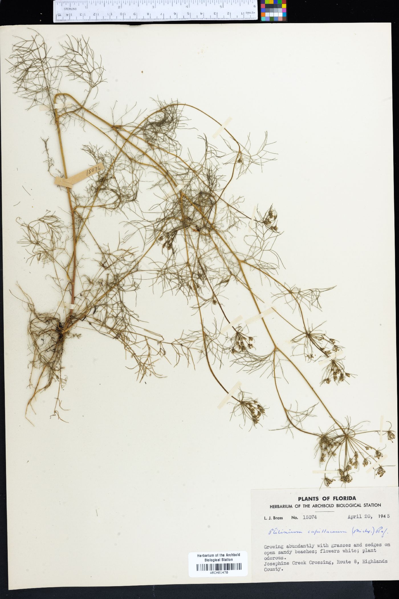Ptilimnium capillaceum image
