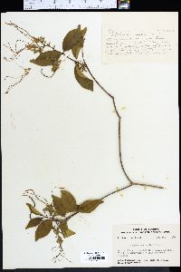 Strophanthus barteri image