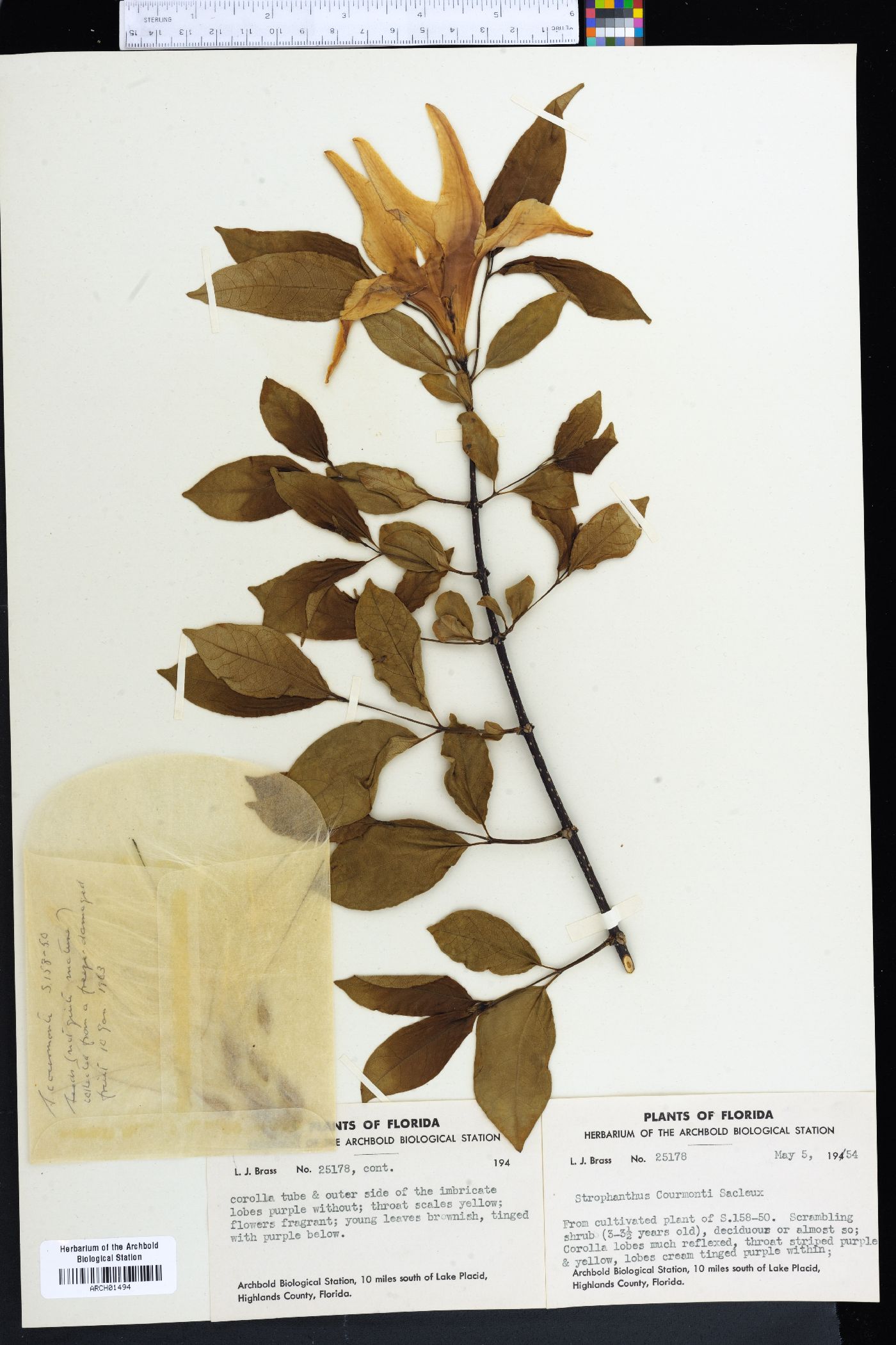 Strophanthus courmontii image